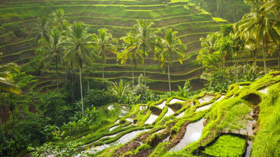 Tegalalang's layered green rice terraces