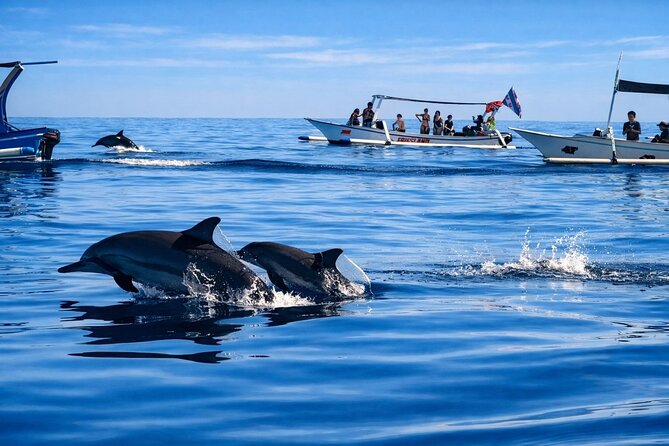 Dolphins leaping at sunrise off Lovina