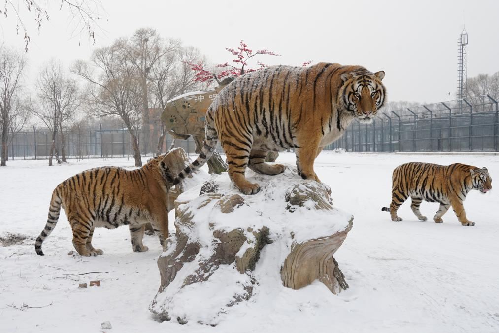 Siberian tiger