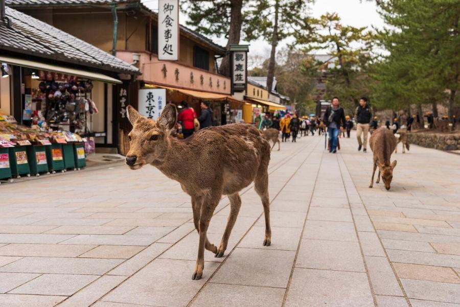 Nara deer